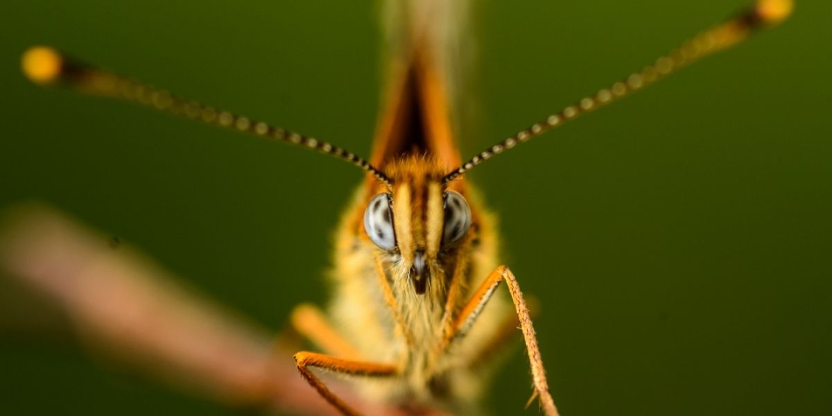 Fotografía Macro