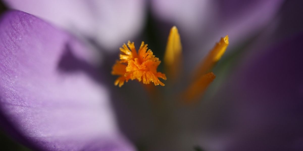 Fotografía macro en 60 minutos