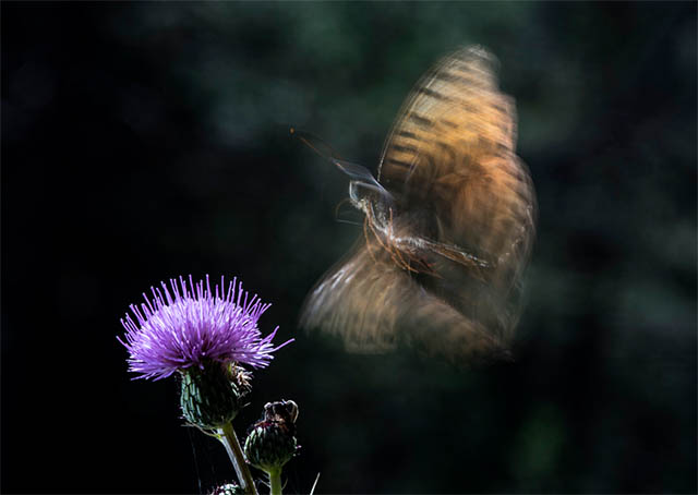 Fotografía de aproximación en la naturaleza Pedro Javier Pascual