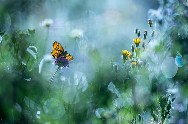 Fotografía macro de mariposas Pedro Javier Pascual